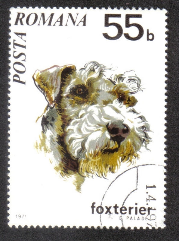 Perros 71, Fox Terrier (Canis lupus familiaris)