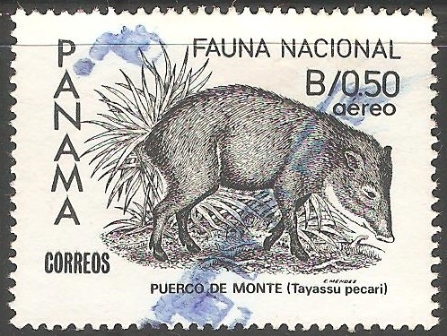 Fauna nacional-puerco de monte