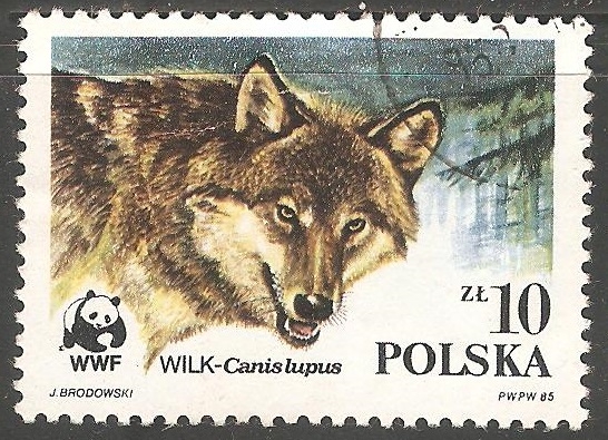 Canis lupus-lobo