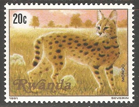 Felis aurata-gato dorado africano