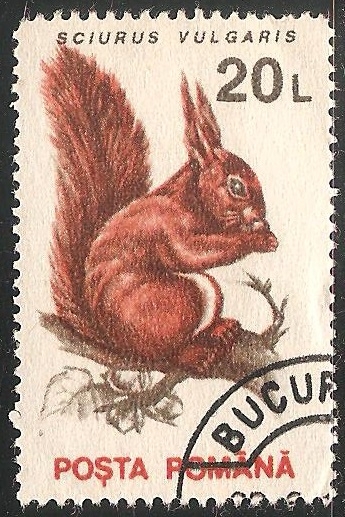 Sciurus vulgaris-ardilla roja