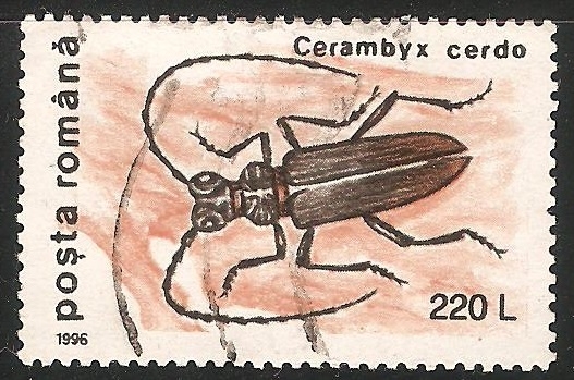 Cerambyx cerdo