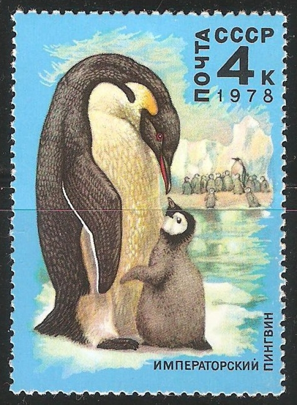 Emperor penguins-pingüino emperador 