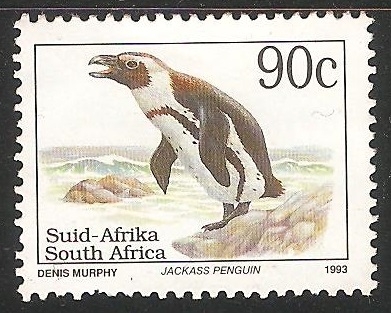 Jackass penguin-pingüino de El Cabo