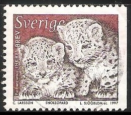 Snoleopard-Leopardo de las nieves