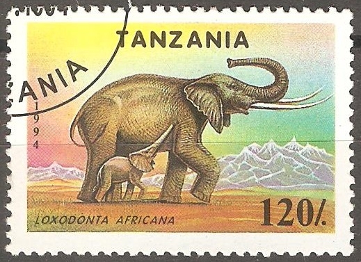 Loxodonta africana-elefante africano
