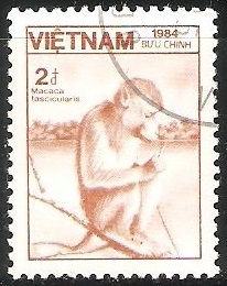 Macaca fscicularis-macaco cangrejero