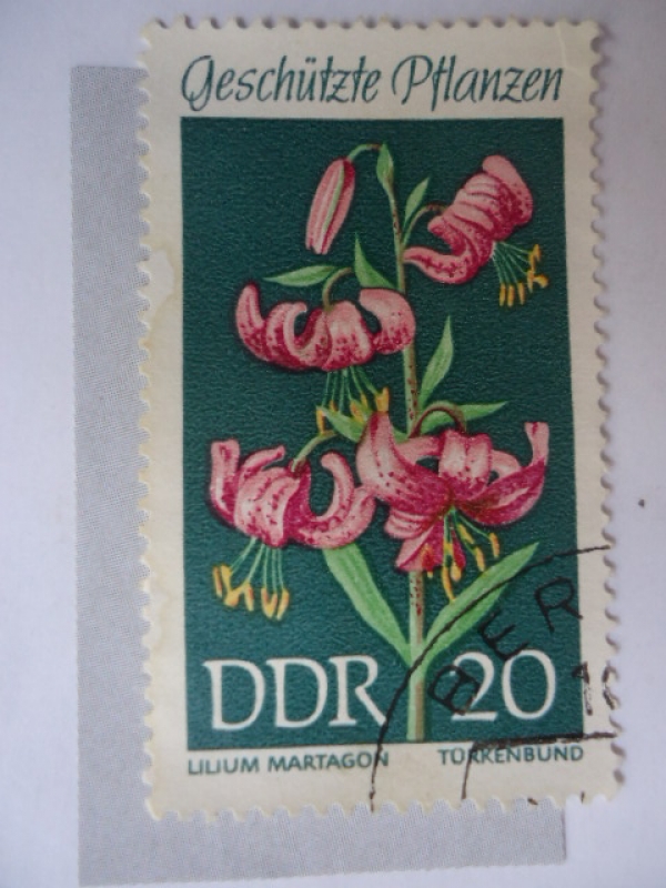 DDR- Flora.