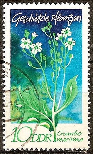 Plantas Protegidas(Crambe maritima)-DDR.