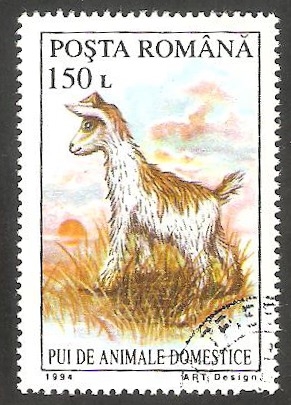 4219 - Cabrito, animal doméstico