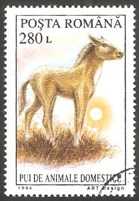 4220 - Potro, animal doméstico 