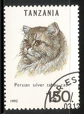 Persian silver taboy cat