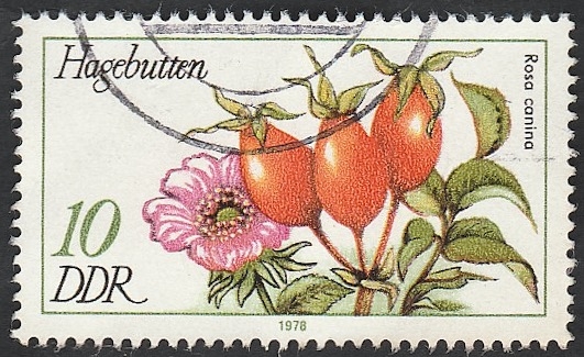 1957 - Planta hagebutten