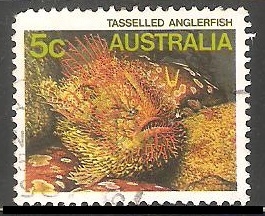 Tasselled anglerfish-Peces Sapo