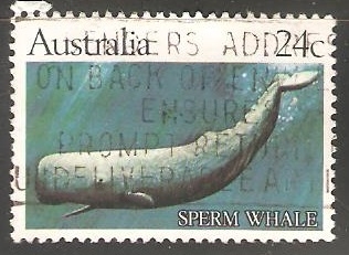 Sperm Whale-Cachalote