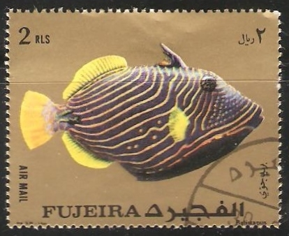 Balistapus undulatus