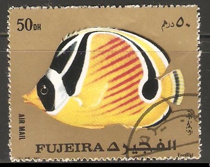 Chaetodon lunula