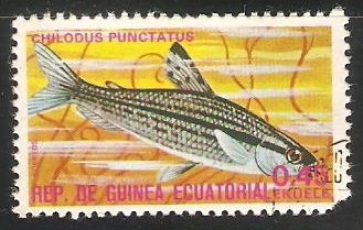 Chilodus Punctatus