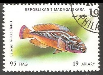 Labrus bimaculatus