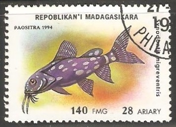 Synodontis nigriventris