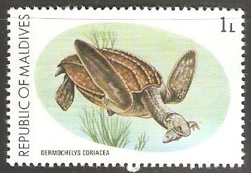 Dermochelys Coriacea