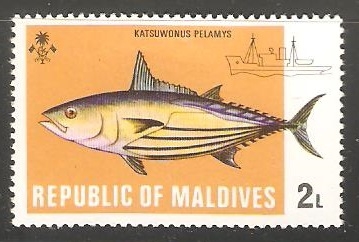 Katsuwonus Pelamys