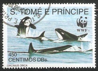 Orcinus orca