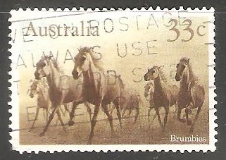 Brumbies-caballo salvaje en Australia