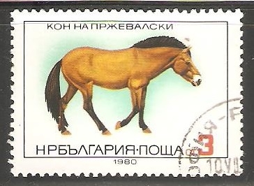 Equus ferus przewalskii