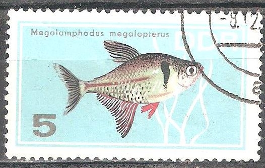 Los peces ornamentales, Megalamphodus megalopterus (DDR).