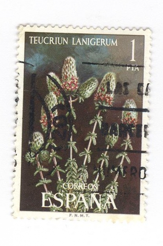 Edifil 2220 Flora. Teucrium Lanigerum