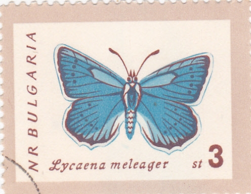 mariposa