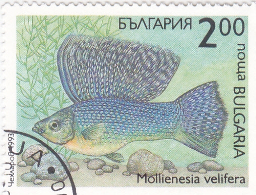 pez- Mollienesia velifera