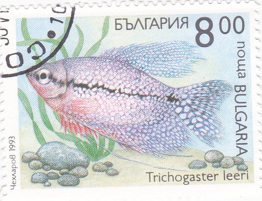 pez- Trichogaster leeri