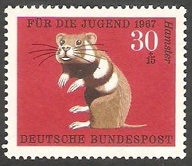 389 - Hamster