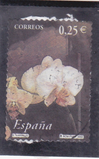 flor del naranjo (23)
