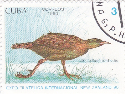 ave- galliralfus australis