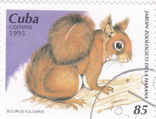 jardin zoologico de la Habana-ardilla