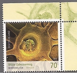Flor de Agrimonia - Mundo microscopico 40 aumentos