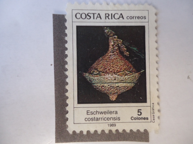 Arqueología - Eschweilera Costarricensis.