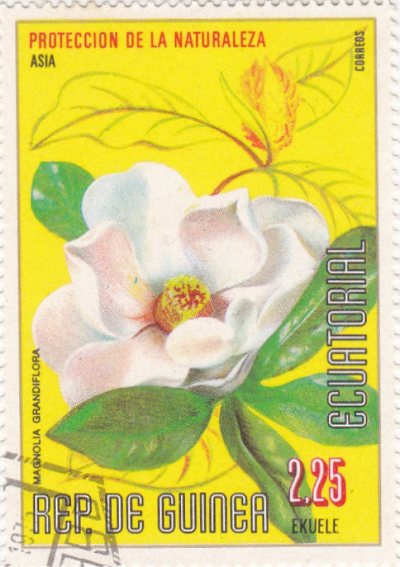 flores- magnolia