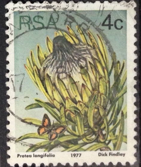 Protea