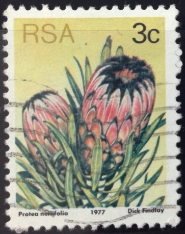 Protea