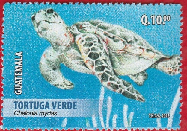 Tortuga Verde