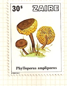 Setas. Phylloporus ampliporus.