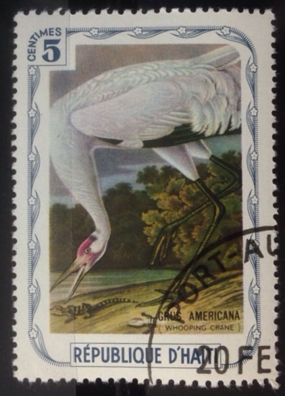 Grulla trompetera