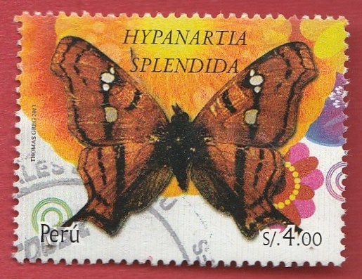 Hypanartia Splendida