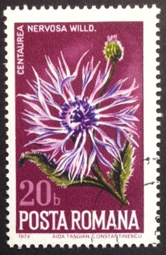 Centaurea Nervosa