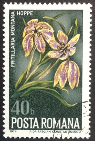 Fritilaria montana