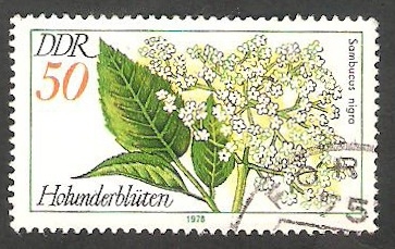 1962 - Flor